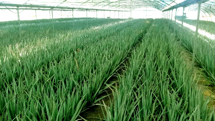 Green House Cultivation